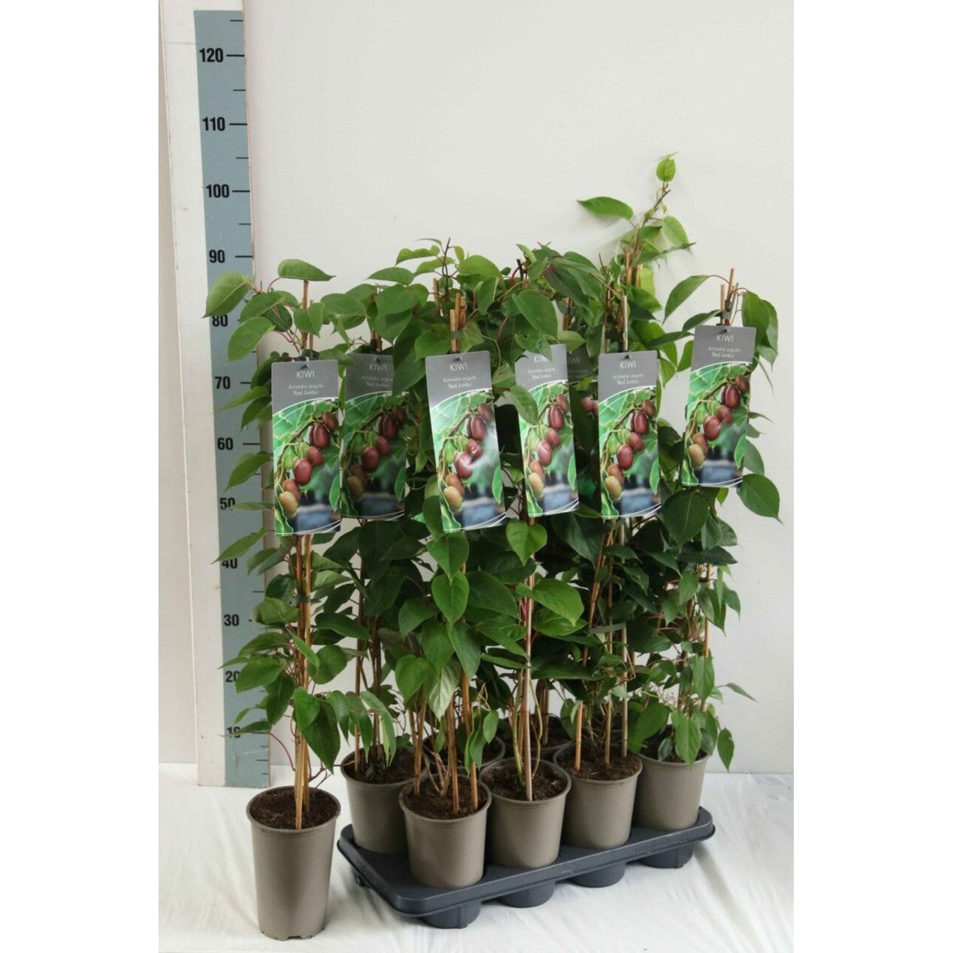 Minikiwi – Actinidia a. 'Red Jumbo' - C2 60-80 CM Stick
